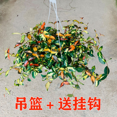 花叶落石阳台净化空气耐寒