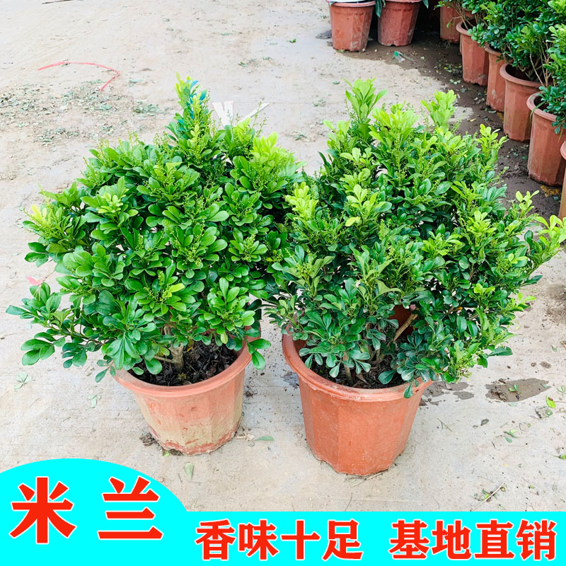 米兰花盆栽植物四季开花盆栽驱蚊卉植物浓香型米兰苗阳台好养植物