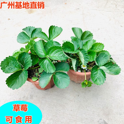 奶油草莓阳台庭院可食用
