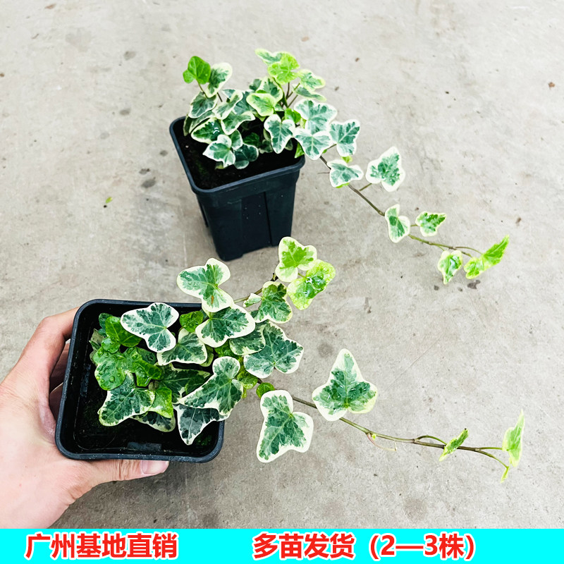 雪莹常青藤盆栽日本雪莹爬藤植物白花叶吊兰造型盆景绿植室内好养,鲜花速递/花卉仿真/绿植园艺,绣球/木绣球/木本植物,淘宝优惠券,粉丝福利购,淘宝优惠卷