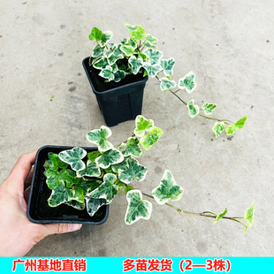 雪莹常青藤盆栽日本雪莹爬藤植物白花叶吊兰造型盆景绿植室内好养