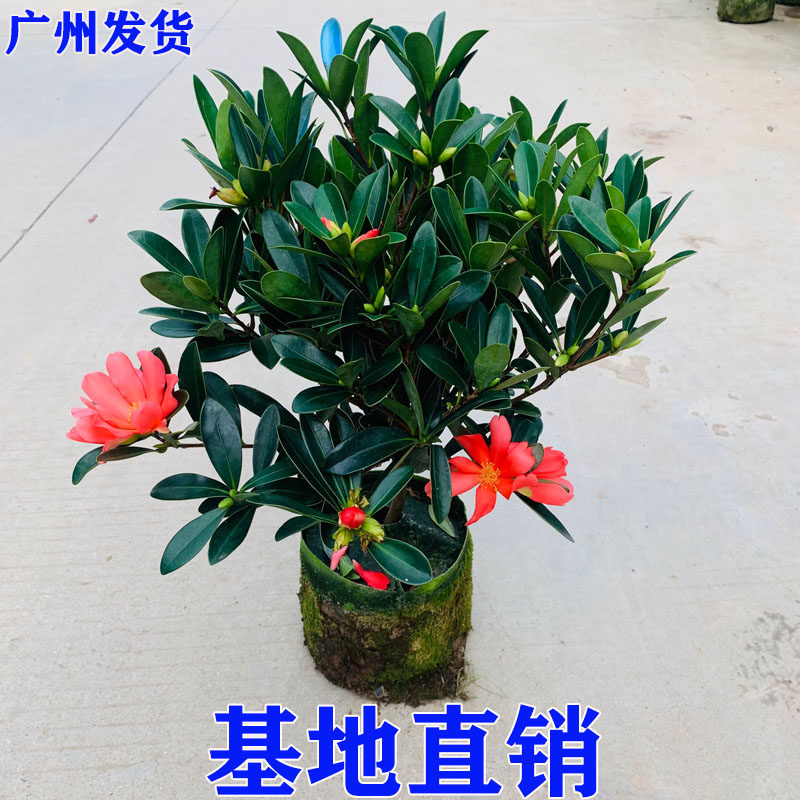 茶花盆栽植物四季开花杜阳台植物杜鹃花蔷薇盆栽玫耐寒耐旱好养