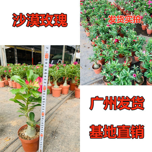 阳台沙漠玫瑰净化空气美观