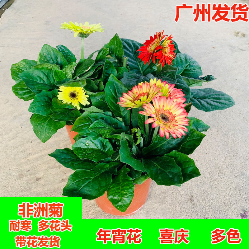 非洲菊盆栽菊花植物四季开花耐寒花卉室内阳台好养球菊重瓣太阳花