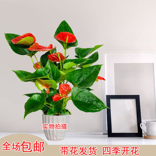 红掌盆栽鸿运当头植物一帆风顺