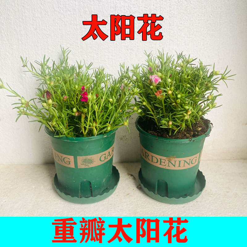 太阳花草本花卉阳台庭院四季开花