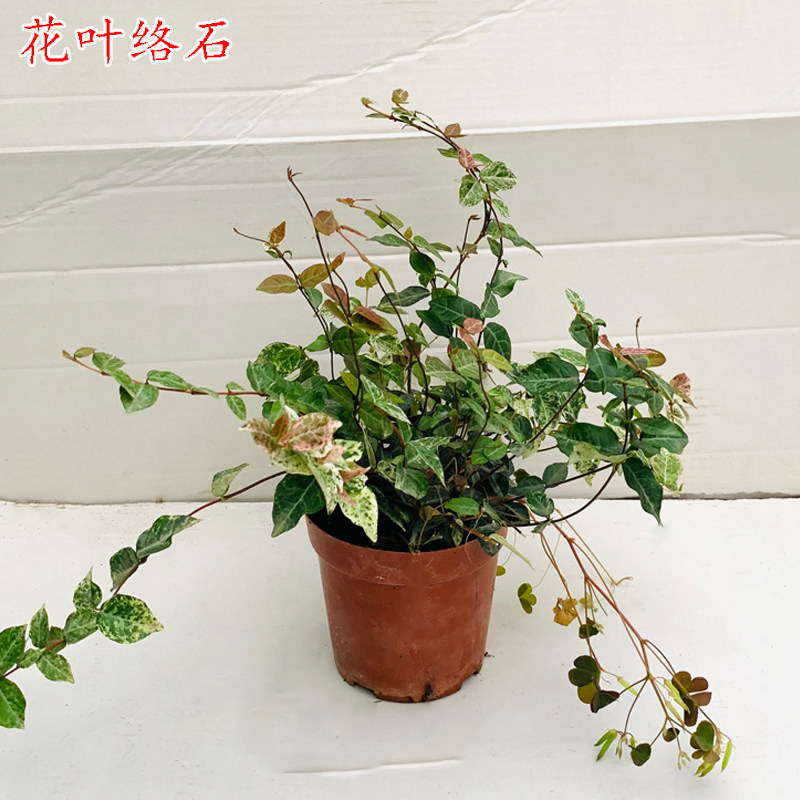 花叶络石盆栽阳台室外庭院好养植物彩叶垂吊垂藤五彩四季常青植物