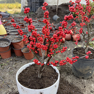 北美冬青苗雌雄株授粉公树盆栽地栽北美冬青奥斯特冬红美斯特品种