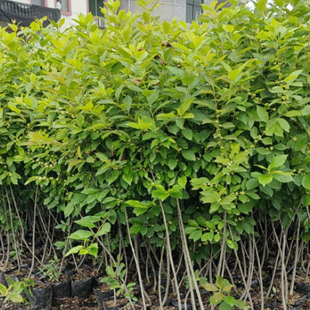 北美冬青公树 年宵花北美冬青授粉树雄株