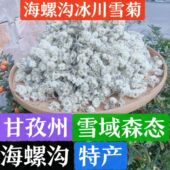 甘孜海螺沟冰川野生雪菊见开水冲泡成花骨朵25克共6罐送玫瑰花冠