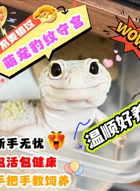 豹纹守宫蜥蜴宠物活体幼崽新手爬宠温顺可爱爬虫网红另类异宠幼苗