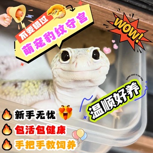 豹纹守宫蜥蜴宠物活体幼崽新手爬宠温顺可爱爬虫网红另类异宠幼苗