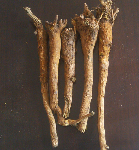 承德热河野生黄芩枯芩