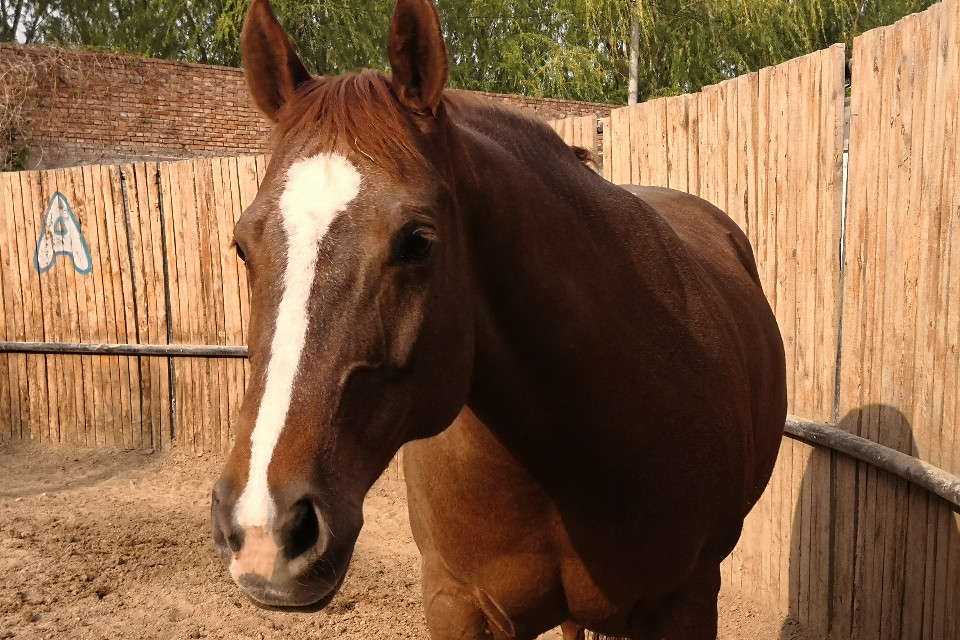 马精液低温4℃高效保存稀释粉马繁殖马配种精液稀释液人工输精用