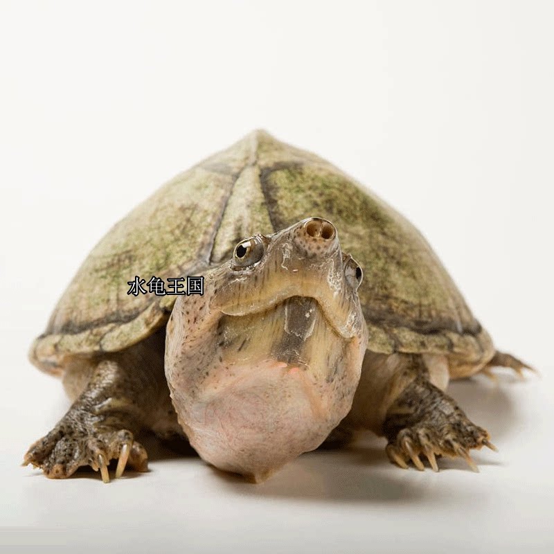 水龟王国外塘精品剃刀龟观赏乌龟屋顶龟宠物龟深水乌龟蛋龟活体