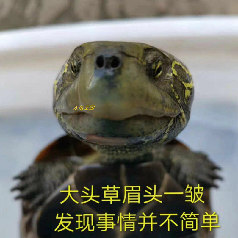 水龟王国外塘中华草龟大头草龟宠物龟大头龟小乌龟观赏乌龟活物