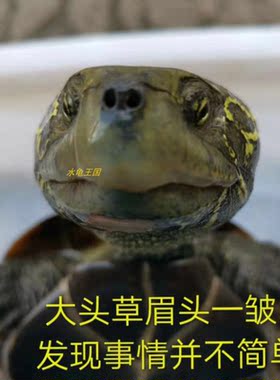 大头草龟外塘草龟活体