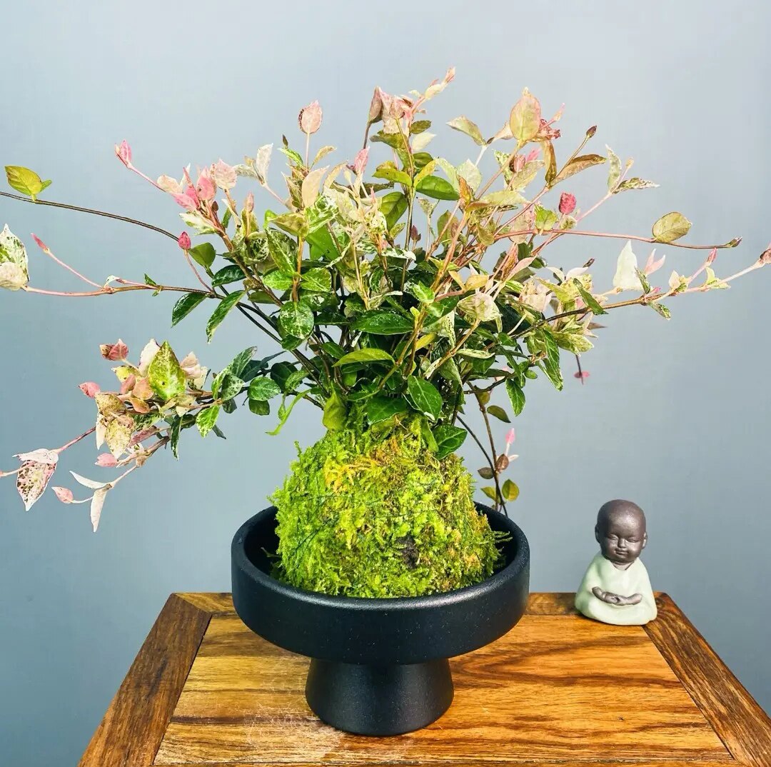 花叶络石盆栽苔藓球水培植物五彩叶四季垂吊好养绿植室内客厅盆景