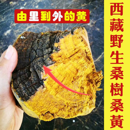桑树桑黄灵芝 正品西藏纯野生金边干货250g煲汤泡酒特级非500g