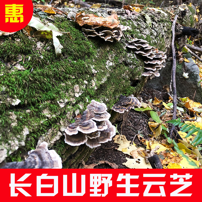 长白山野生云芝青芝灵芝干货250g非500g正品新货