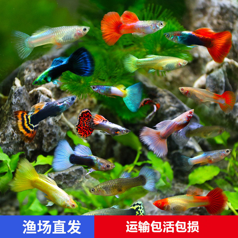 热带鱼观赏鱼孔雀鱼凤尾鱼巴西红扇大耳蕾丝全红胎生活鱼神仙鱼