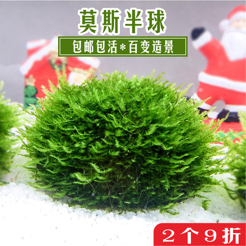 耐阴水草莫斯球常温可养入水成景