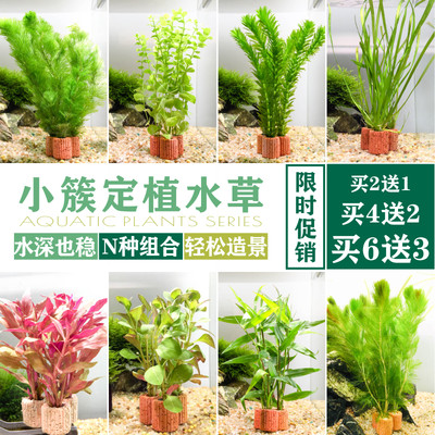定植小水草懒人金鱼草热带鱼缸造景装饰花草新手入门水景套餐绿菊 虎窝淘