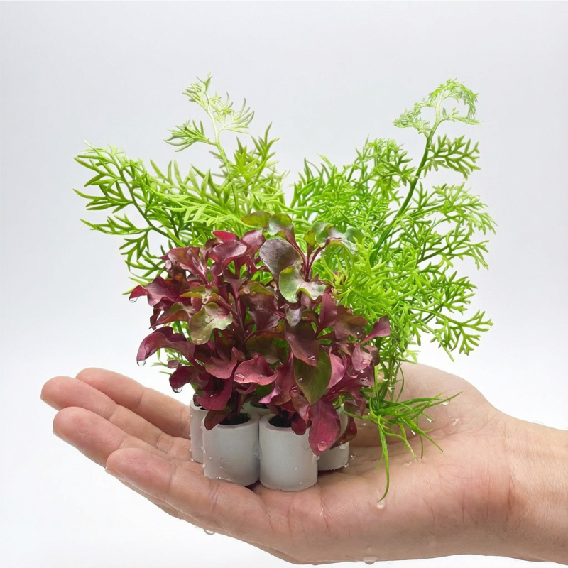 新手免种植水蕨类水草造景组合盆栽绿色紫色桌面鱼缸装饰活体植物