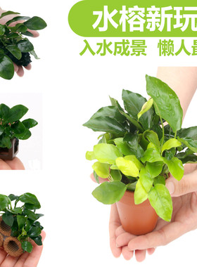 DIY水草陶盆定植巴榕九冠自沉