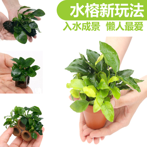 DIY陶盆沉木定植水榕巴榕迷你九冠鱼缸造景懒人套餐自沉新手水草