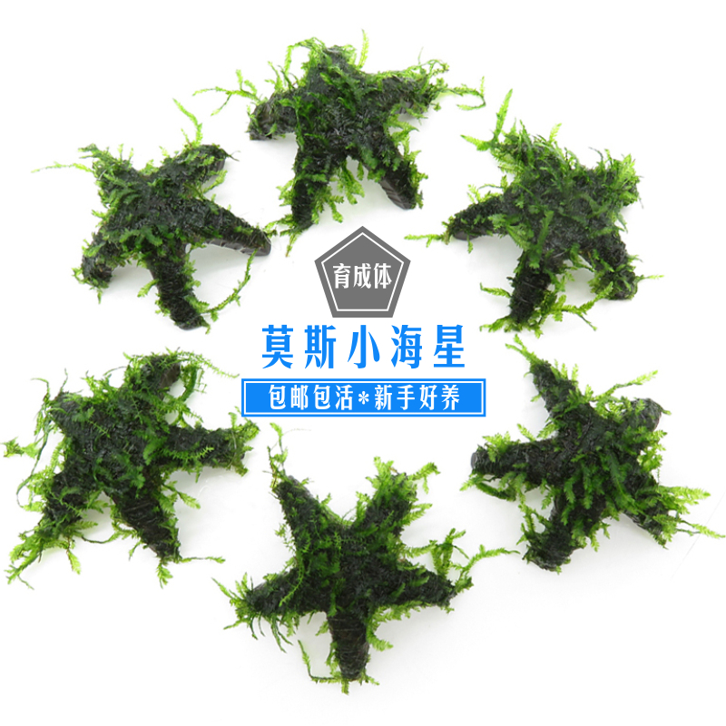 莫斯小海星moss创意玩法鱼缸小造景装饰阴性好养前景水草已育成体