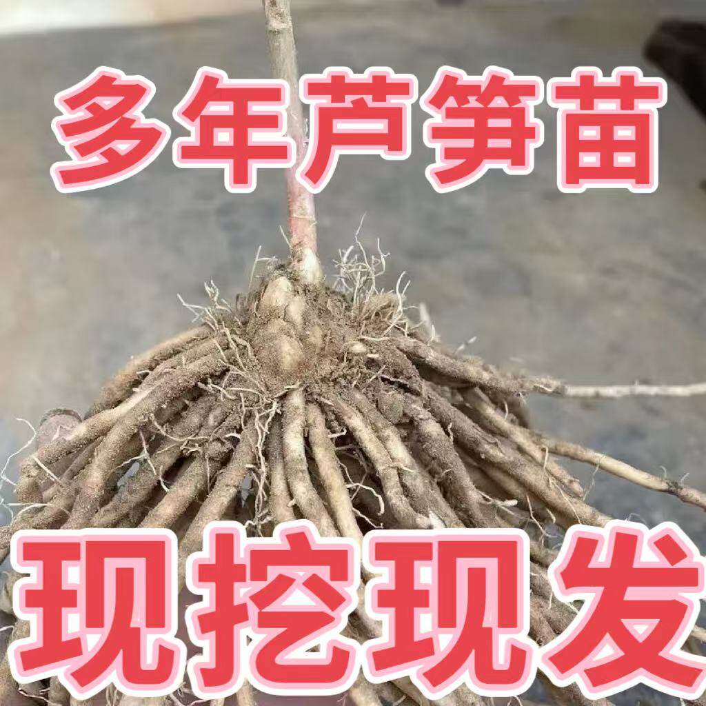 芦笋根苗食用蔬菜四季种植