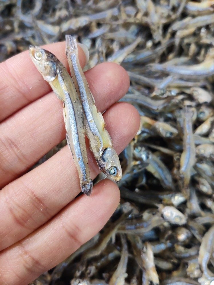 潮汕惠来饶鱼仔干渔民自晒饶仔