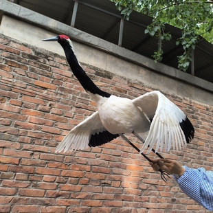 仿真丹顶鹤园林装饰室内家居展览摆件影视拍摄道具羽毛丹顶鹤模型