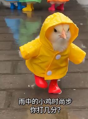 小鸡专用迷你雨衣宠物防水连帽小衣服高颜值户外雨天小型鸭鹅通用