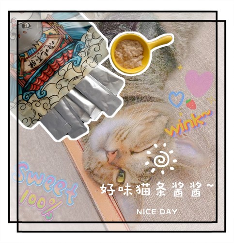 猫条猫狗零食福猫馆十五楼的猫
