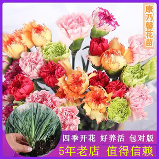 10棵12.6元多色康乃馨花苗母亲节鲜花四季花苗易养活石竹盆栽小苗