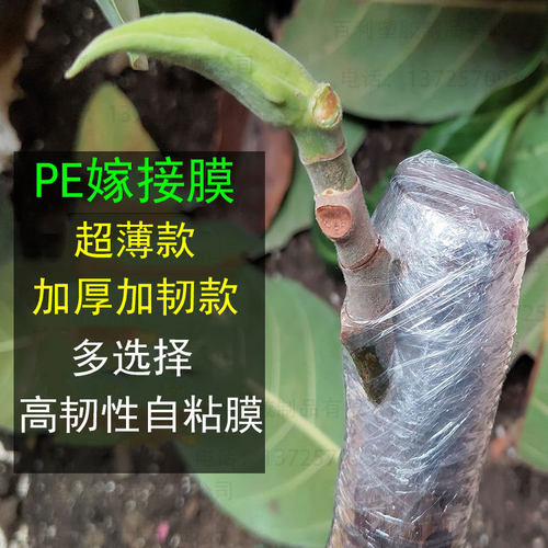 pe嫁接自粘膜超薄款/加厚款俩种