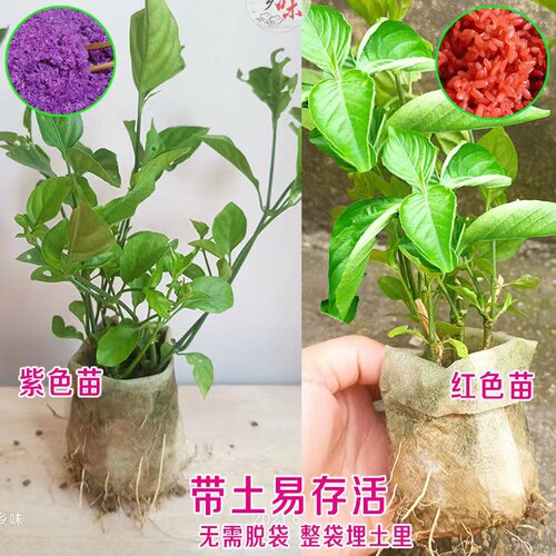 广西红蓝草紫蓝草苗五色糯米饭植物染料天然紫色材料四季绿植盆栽