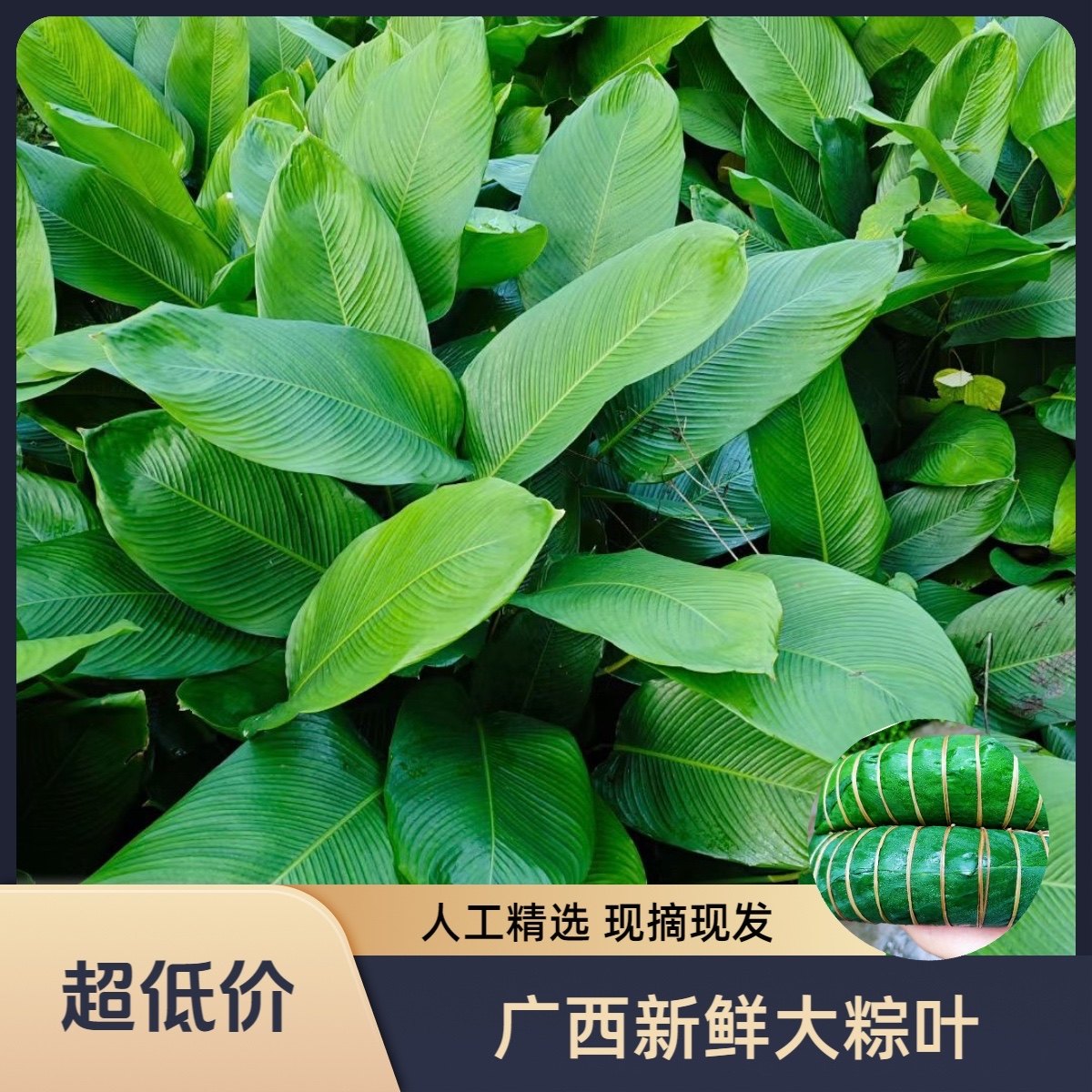 广西大粽叶家用粽子叶大宽叶新鲜柊叶肇庆裹蒸粽叶子过年过节粑粑