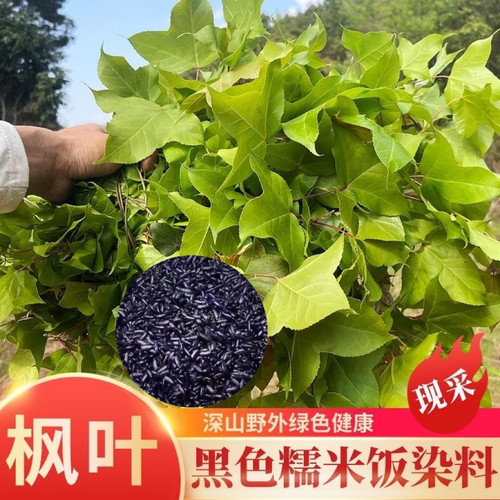 【下单送教程】广西五色糯米饭植物染料新鲜枫叶现摘现发乌米饭