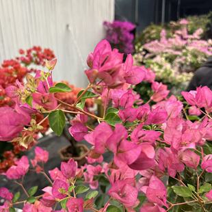 三角梅盛花期玫红色花朵密集生长枝条繁茂室内外盆栽植物