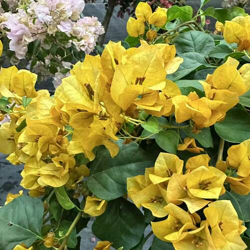 三角梅开花阳台庭院原生高飘爬藤绿植盆栽基地直发直播间一物一拍