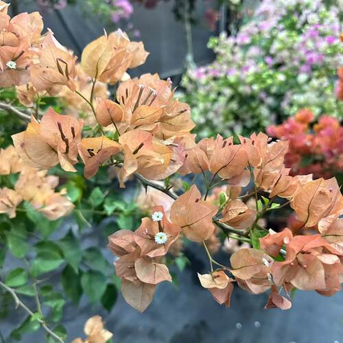 三花园艺三角梅高飘原生老桩一物一拍绿植花卉盆栽阳台基地直发