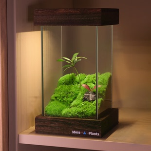 苔藓微景观生态雨林缸桌面宿舍摆件盆栽植物办公室diy生态瓶礼物