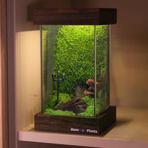 苔藓微景观生态雨林缸桌面宿舍摆件盆栽植物办公室diy生态瓶礼物