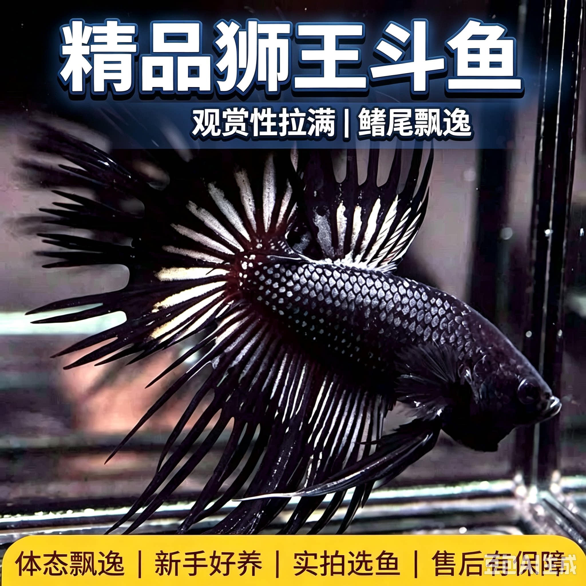 霸气好养泰国斗鱼公狮王斗鱼淡水