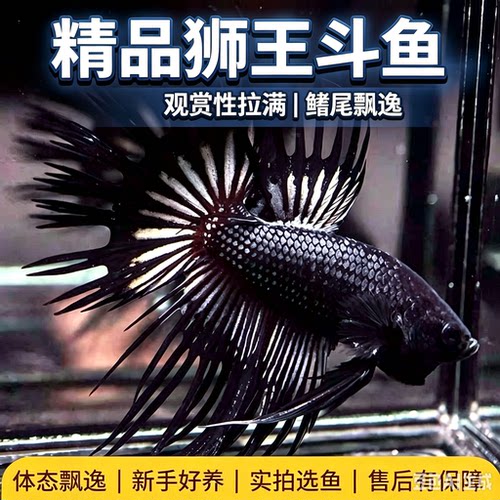 霸气好养泰国斗鱼公狮王斗鱼淡水