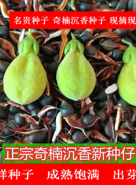 绿奇楠种子沉香种子出芽率高结香