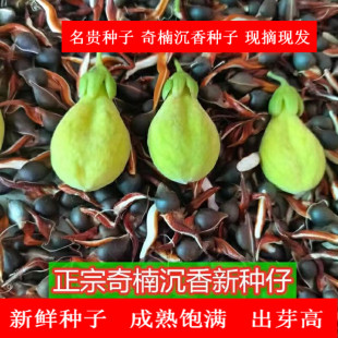沉香种子树心奇种子黑奇子香霸奇楠子白木香蓝香种子新鲜发芽率高